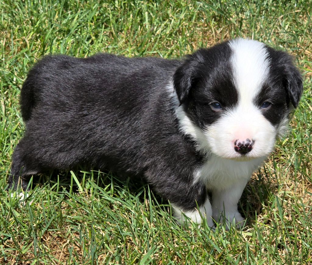 du Paradis des P'tits Cracks - Chiots disponibles - Border Collie