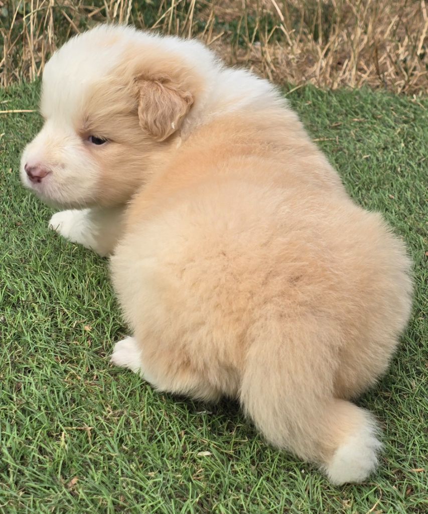du Paradis des P'tits Cracks - Chiots disponibles - Border Collie