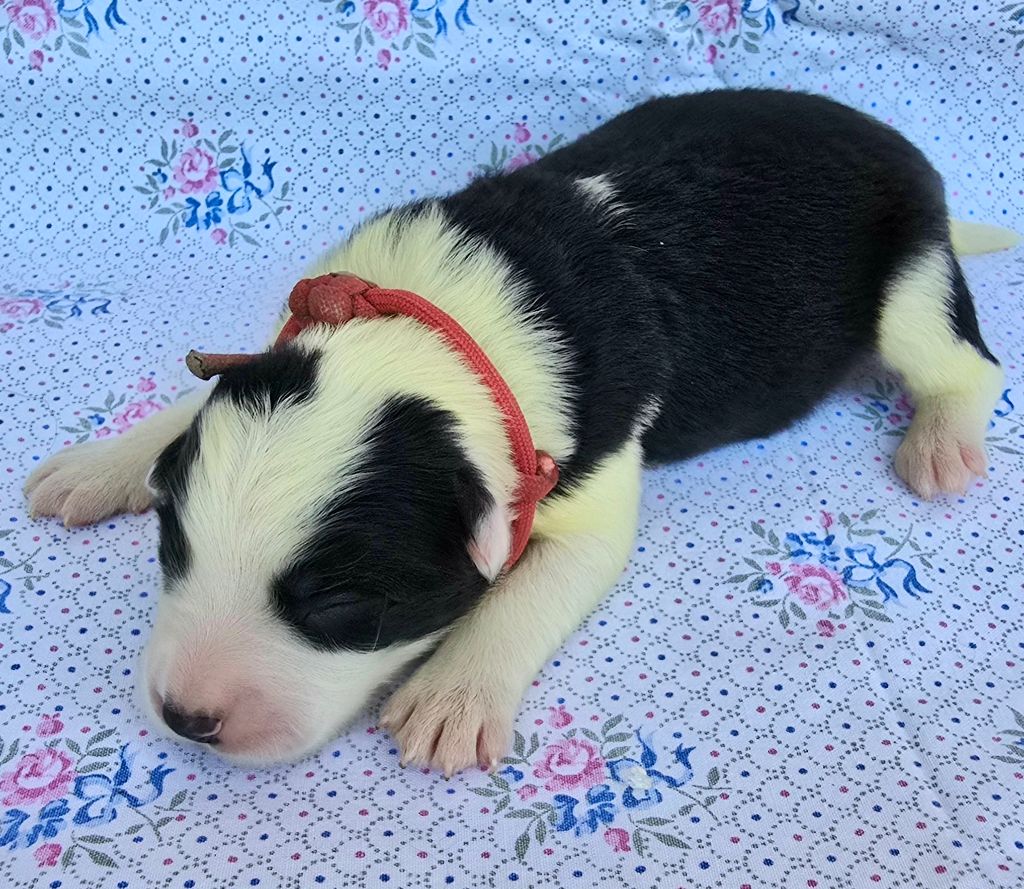 du Paradis des P'tits Cracks - Chiots disponibles - Border Collie