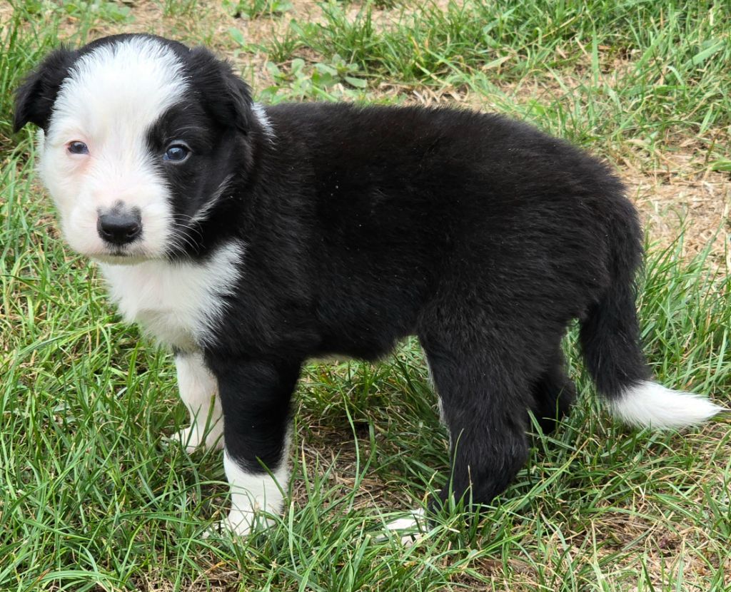 du Paradis des P'tits Cracks - Chiots disponibles - Border Collie