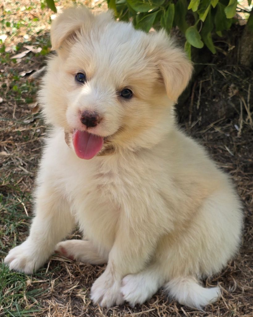 du Paradis des P'tits Cracks - Chiots disponibles - Border Collie