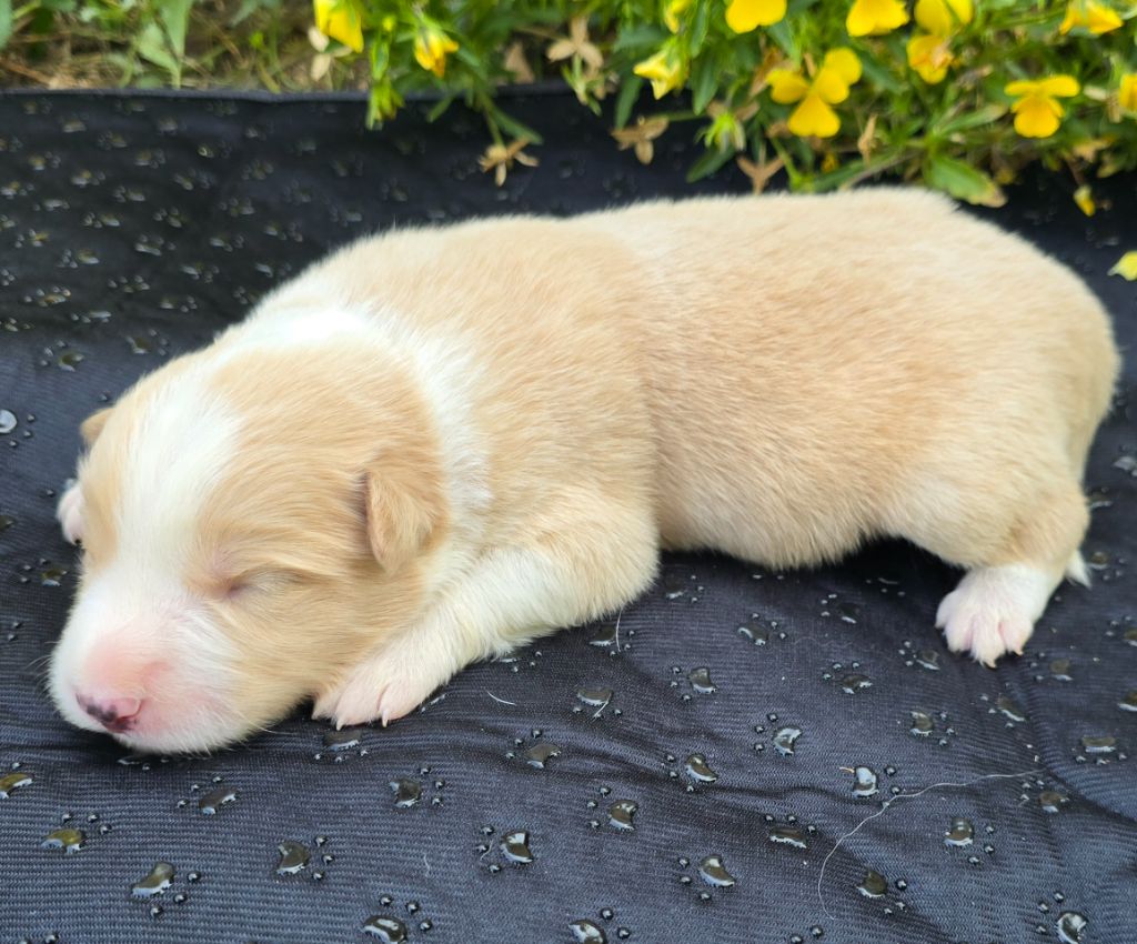 du Paradis des P'tits Cracks - Chiots disponibles - Border Collie