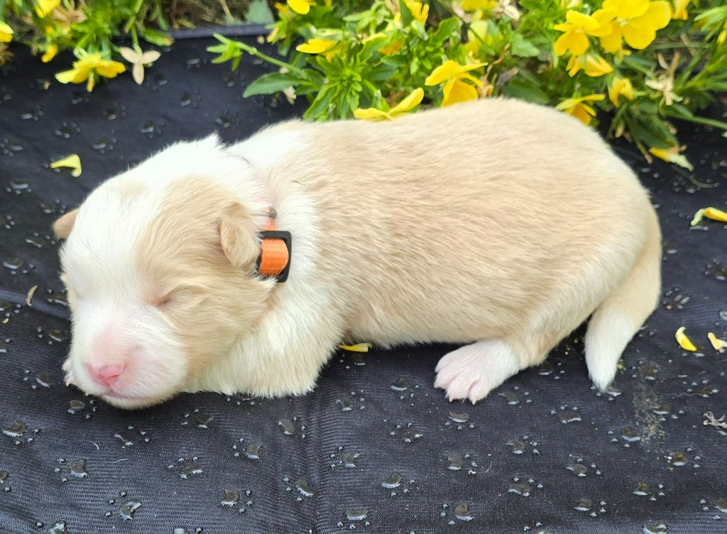 du Paradis des P'tits Cracks - Chiots disponibles - Border Collie