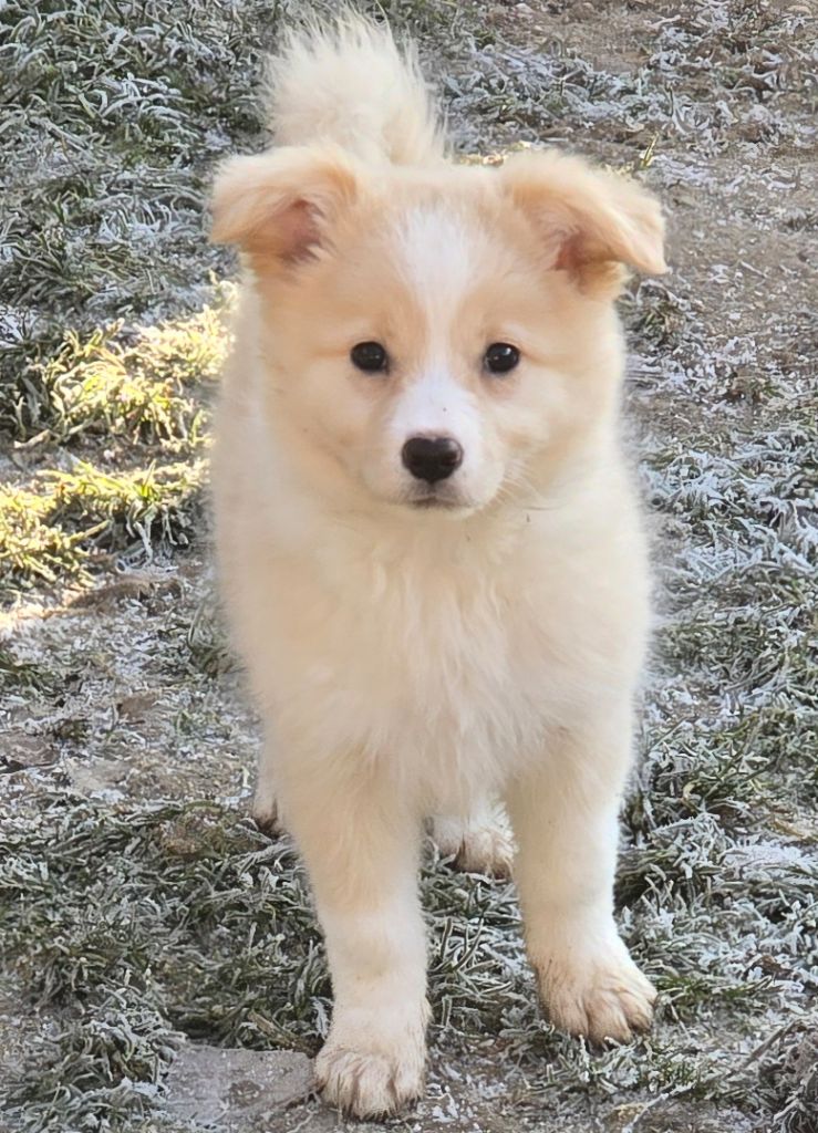 du Paradis des P'tits Cracks - Chiots disponibles - Border Collie