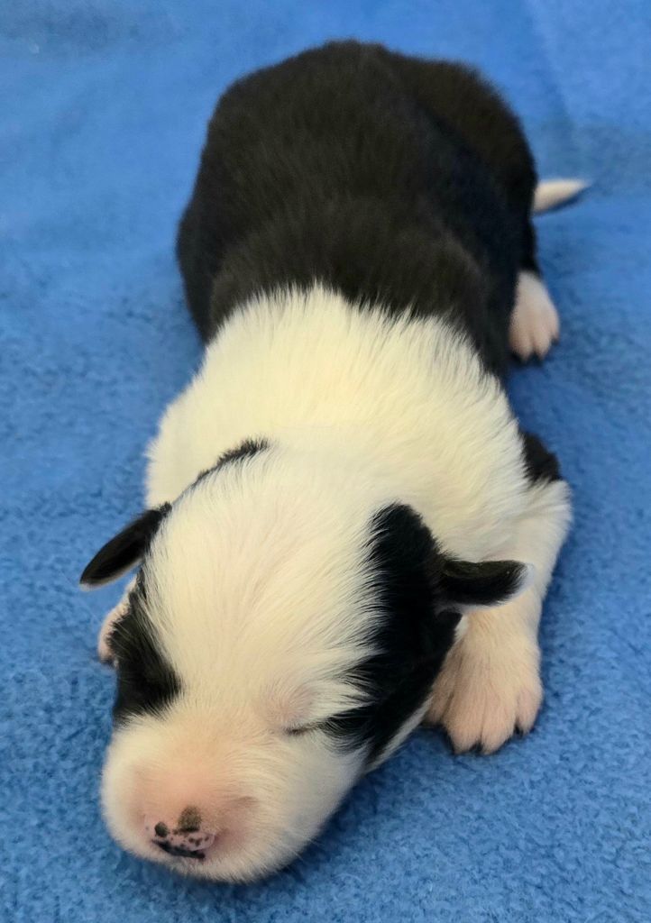du Paradis des P'tits Cracks - Chiots disponibles - Border Collie