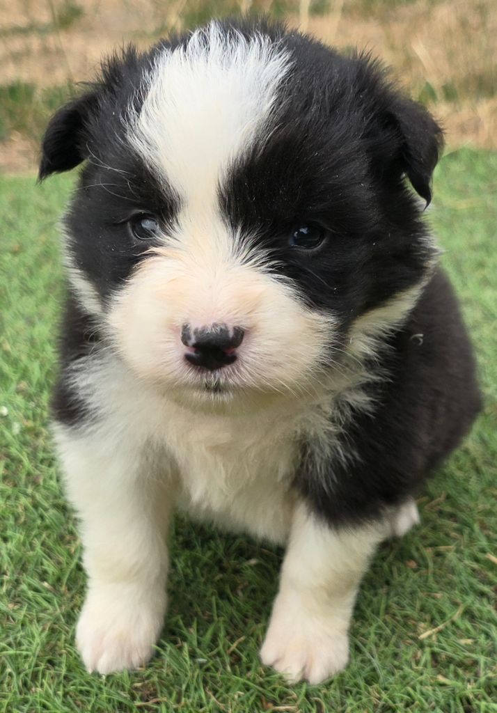 du Paradis des P'tits Cracks - Chiots disponibles - Border Collie