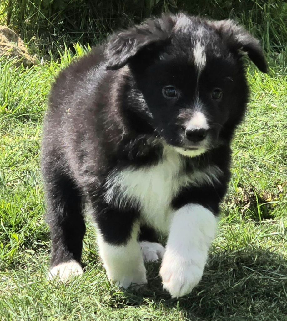 du Paradis des P'tits Cracks - Border Collie - Portée née le 11/03/2024