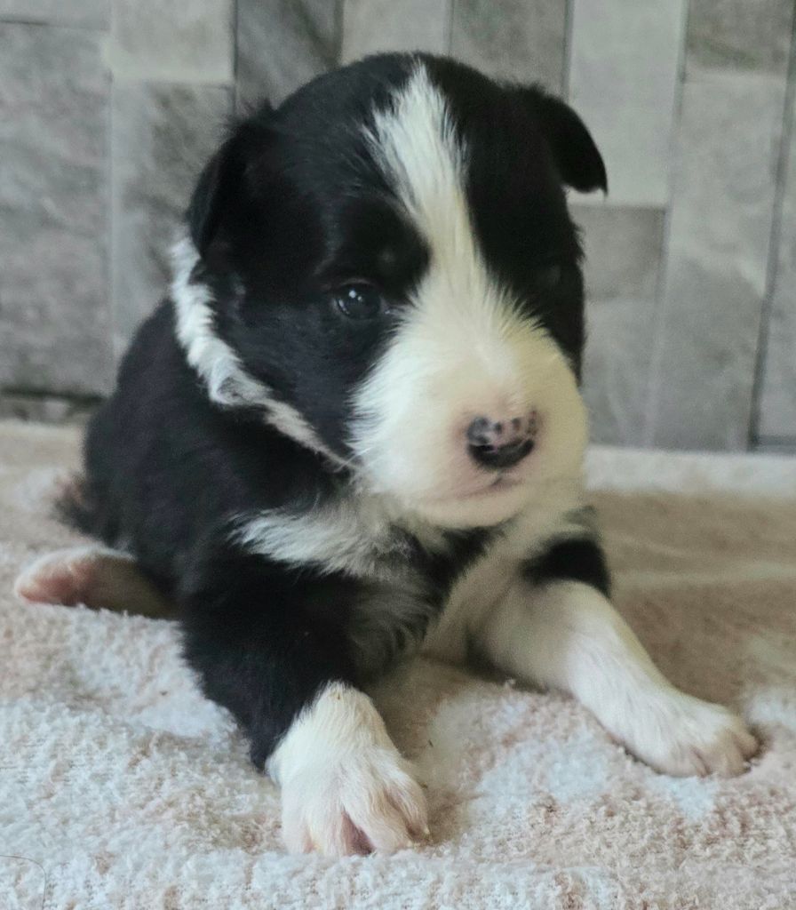 du Paradis des P'tits Cracks - Chiots disponibles - Border Collie