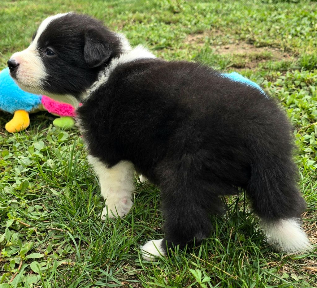 du Paradis des P'tits Cracks - Chiots disponibles - Border Collie