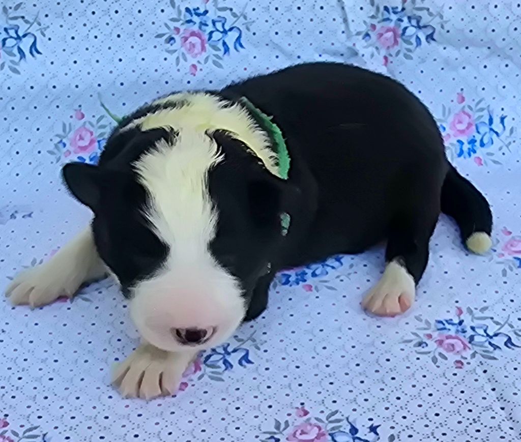 du Paradis des P'tits Cracks - Chiots disponibles - Border Collie