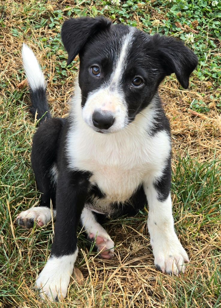 du Paradis des P'tits Cracks - Chiots disponibles - Border Collie