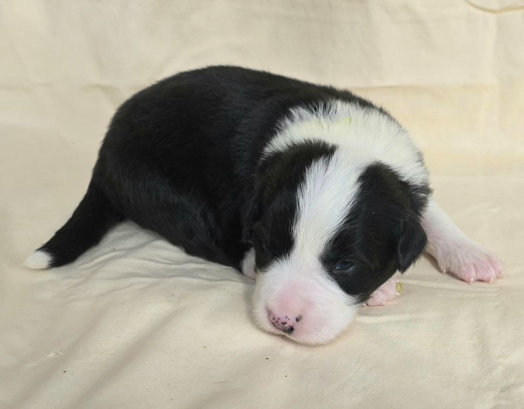 du Paradis des P'tits Cracks - Chiots disponibles - Border Collie