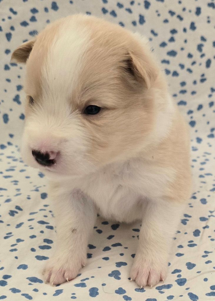 du Paradis des P'tits Cracks - Chiots disponibles - Border Collie