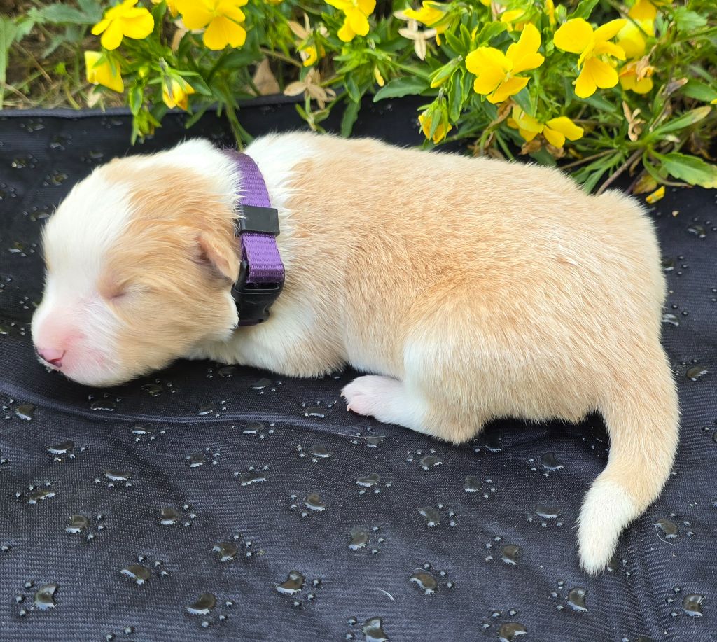 du Paradis des P'tits Cracks - Chiots disponibles - Border Collie
