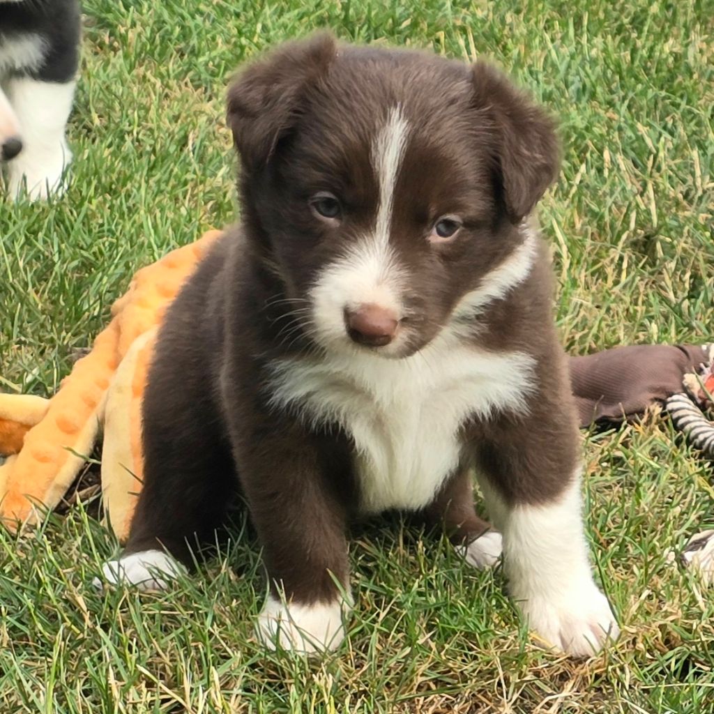 du Paradis des P'tits Cracks - Chiots disponibles - Border Collie