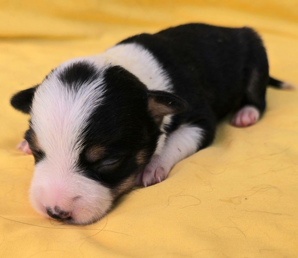 du Paradis des P'tits Cracks - Chiots disponibles - Border Collie