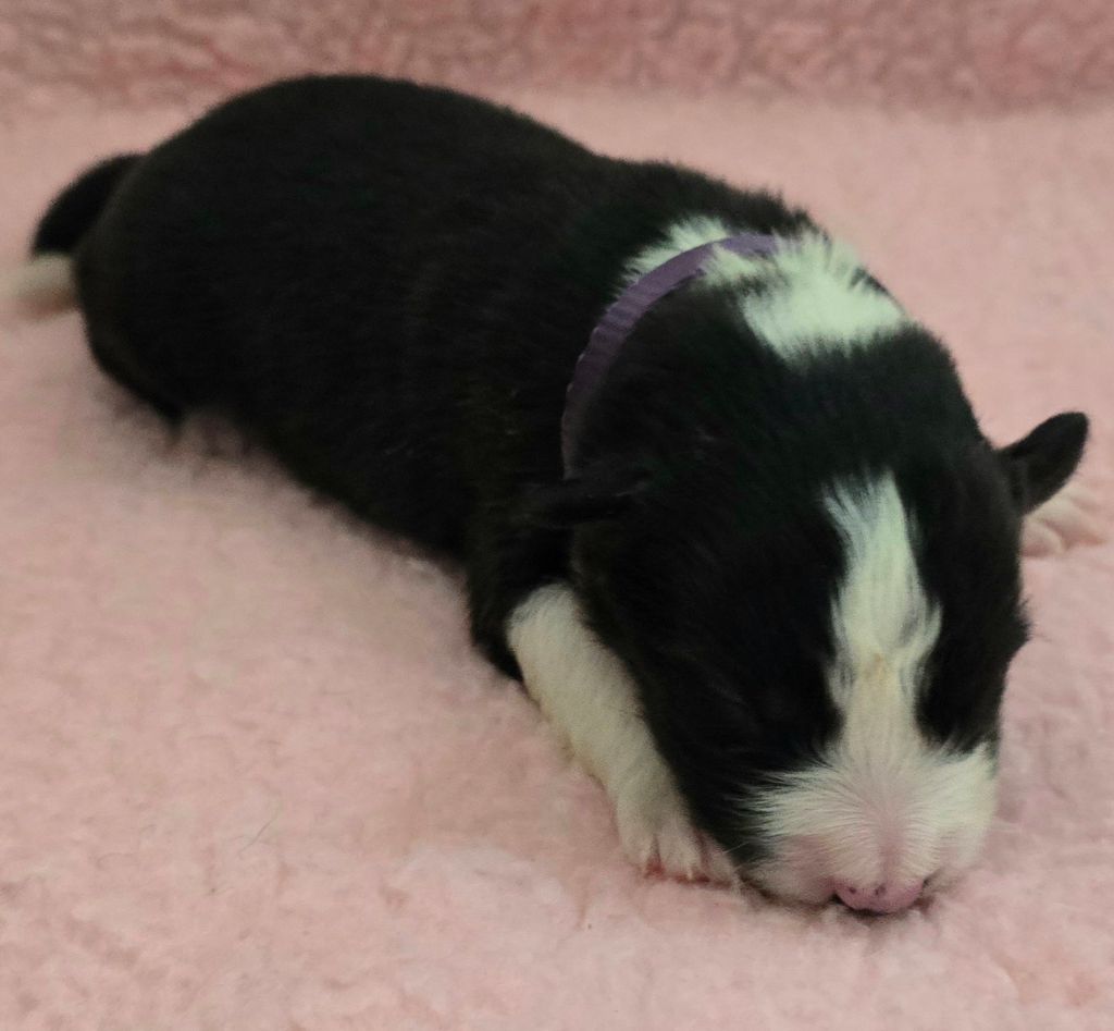 du Paradis des P'tits Cracks - Chiots disponibles - Border Collie