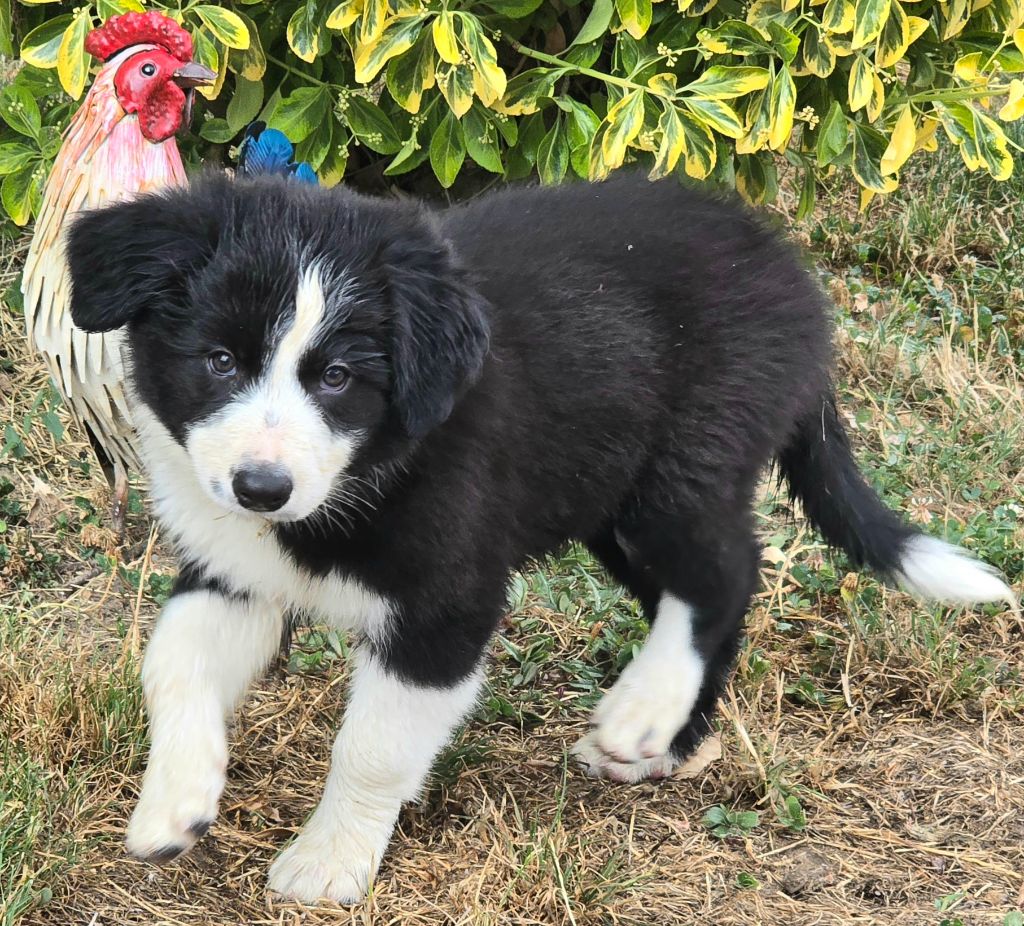 du Paradis des P'tits Cracks - Chiots disponibles - Border Collie