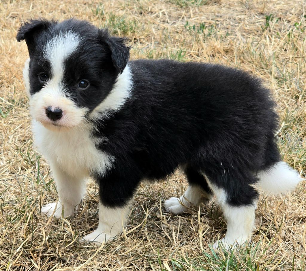 du Paradis des P'tits Cracks - Chiots disponibles - Border Collie