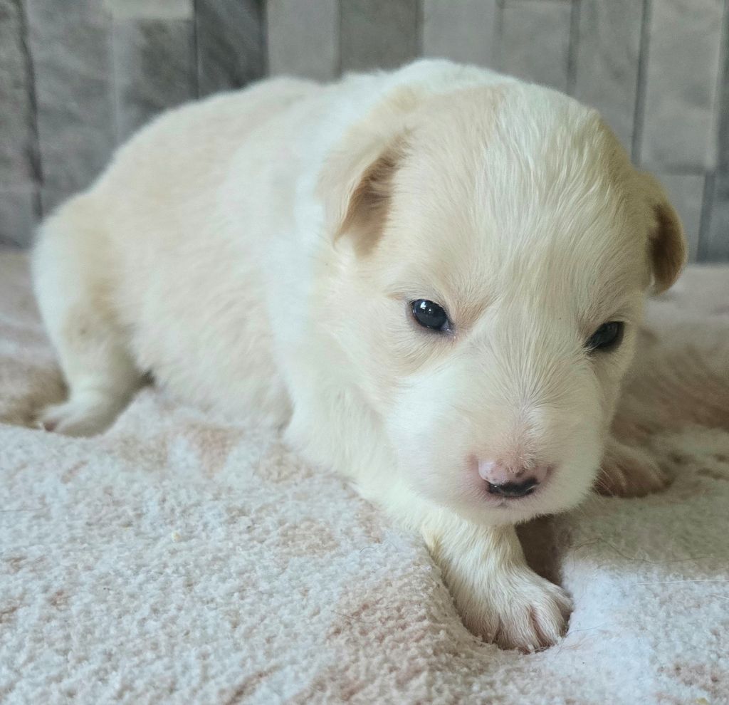 du Paradis des P'tits Cracks - Chiots disponibles - Border Collie