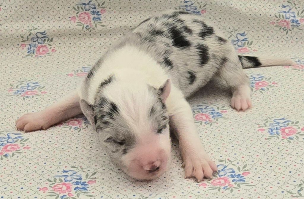du Paradis des P'tits Cracks - Chiots disponibles - Border Collie
