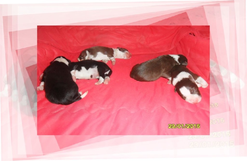 Chiot Border Collie du Paradis des P'tits Cracks