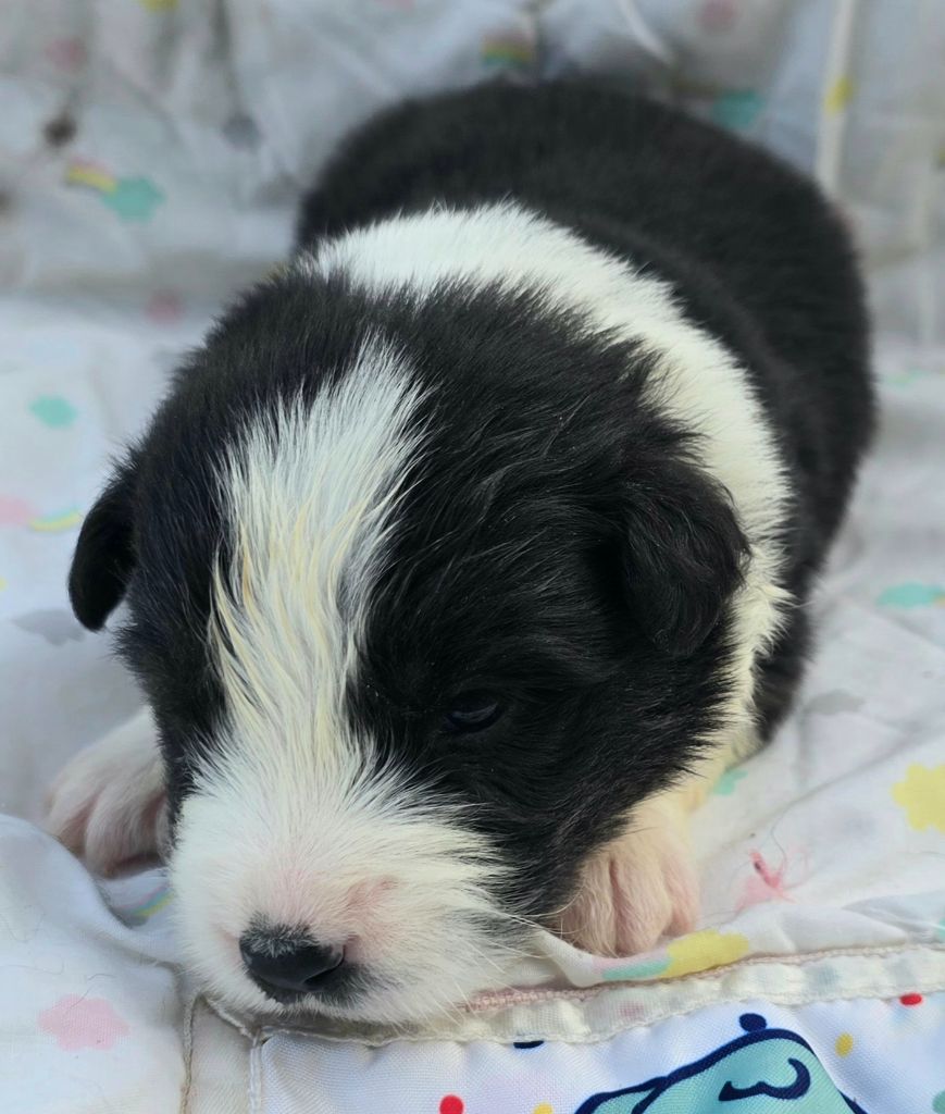 du Paradis des P'tits Cracks - Chiots disponibles - Border Collie