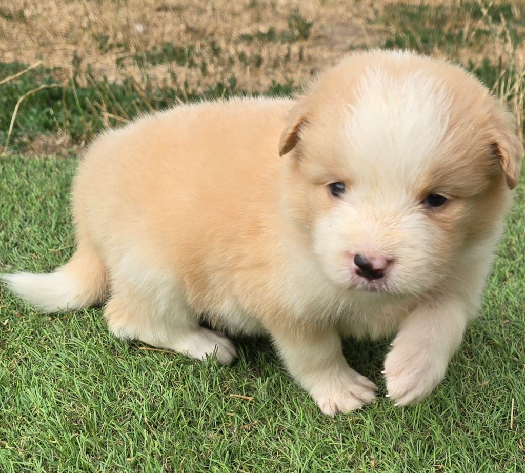 du Paradis des P'tits Cracks - Chiots disponibles - Border Collie