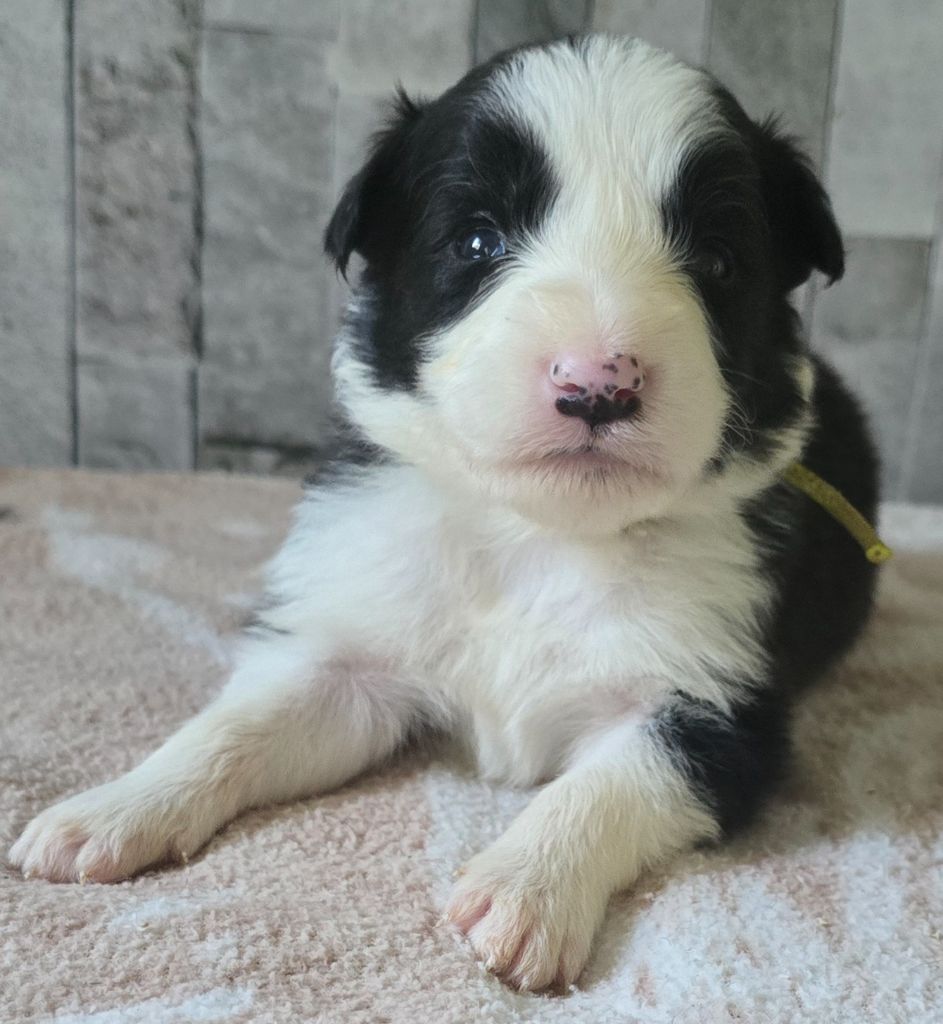 du Paradis des P'tits Cracks - Chiots disponibles - Border Collie