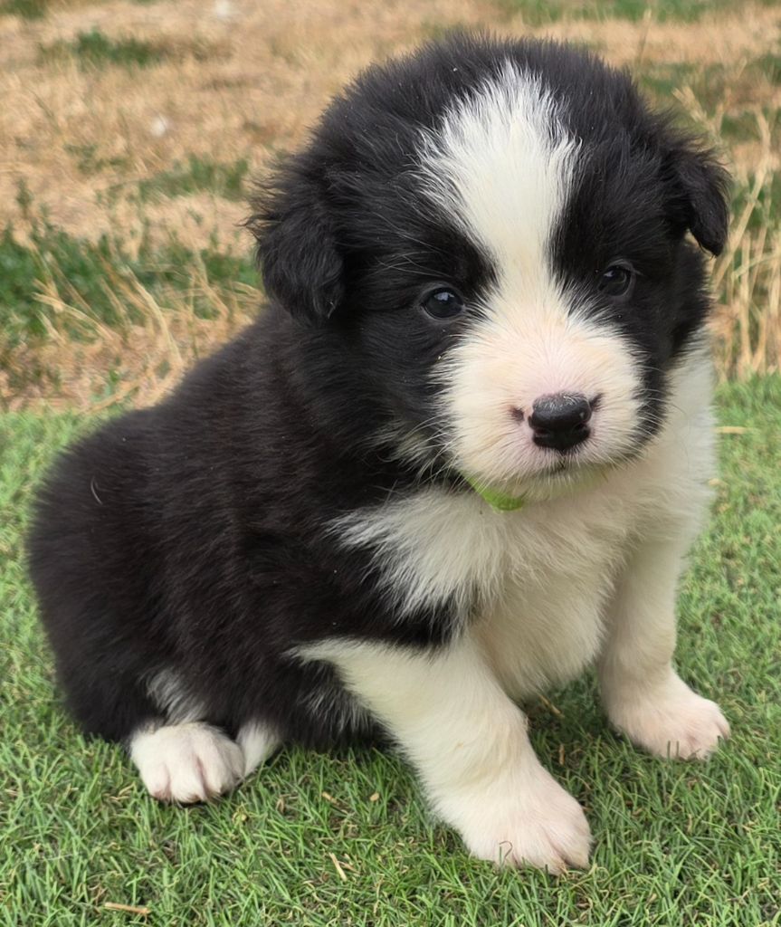 du Paradis des P'tits Cracks - Chiots disponibles - Border Collie