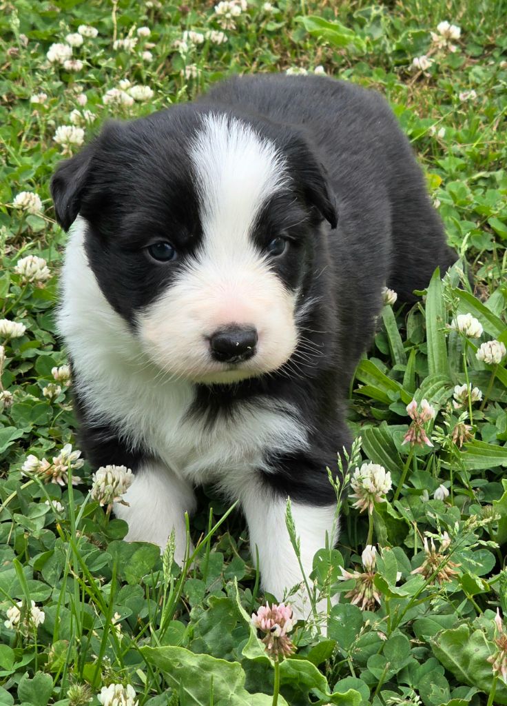 du Paradis des P'tits Cracks - Chiots disponibles - Border Collie