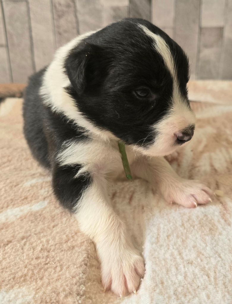du Paradis des P'tits Cracks - Chiots disponibles - Border Collie