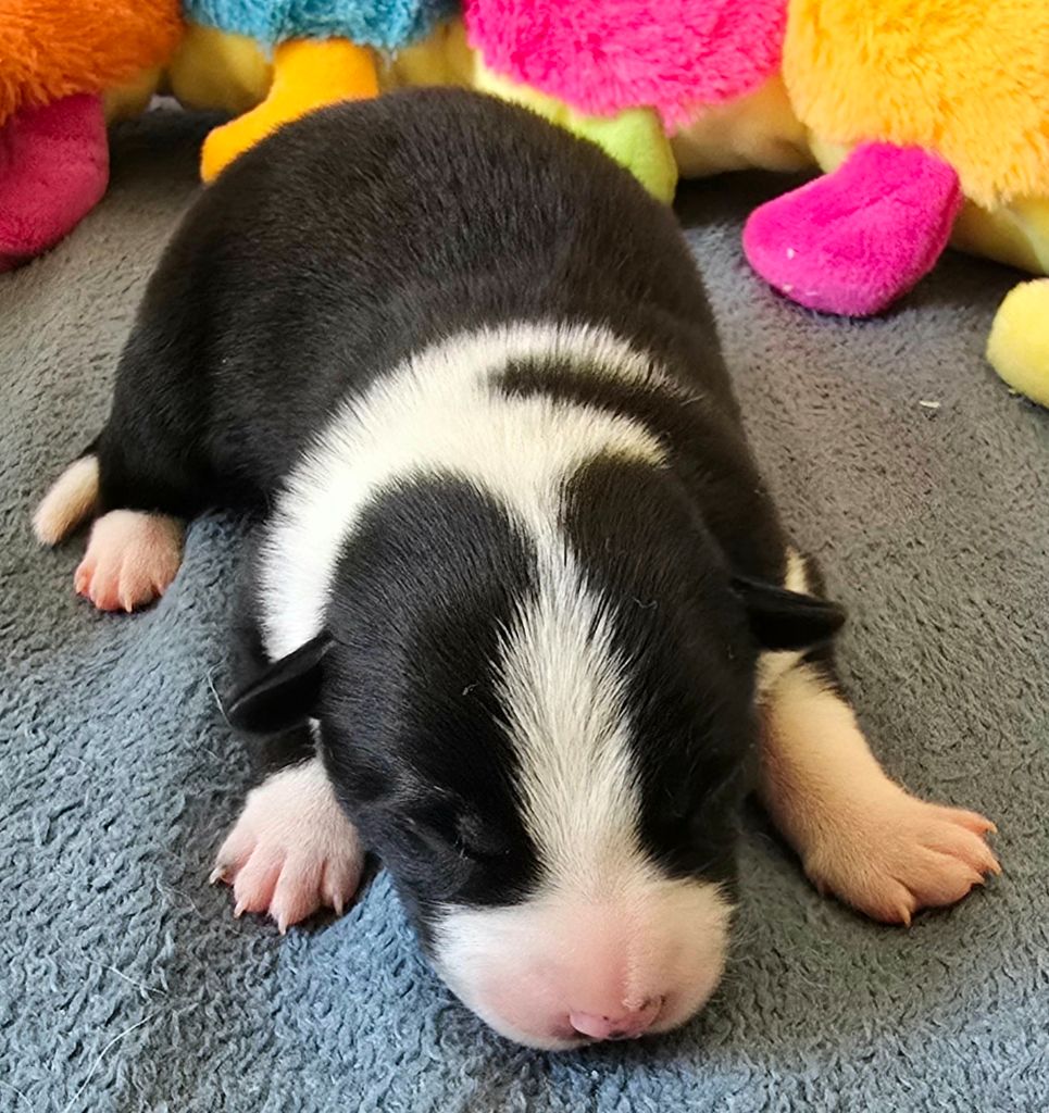 du Paradis des P'tits Cracks - Chiots disponibles - Border Collie