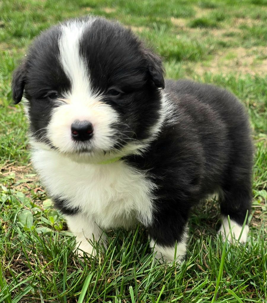 du Paradis des P'tits Cracks - Chiots disponibles - Border Collie