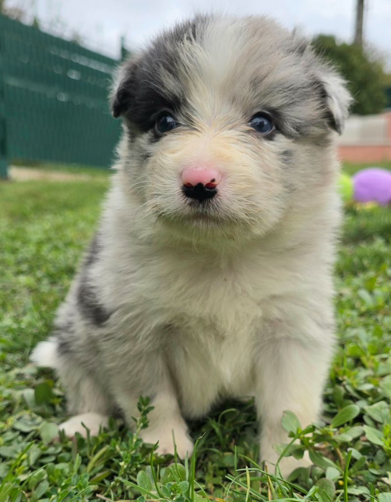 du Paradis des P'tits Cracks - Chiots disponibles - Border Collie