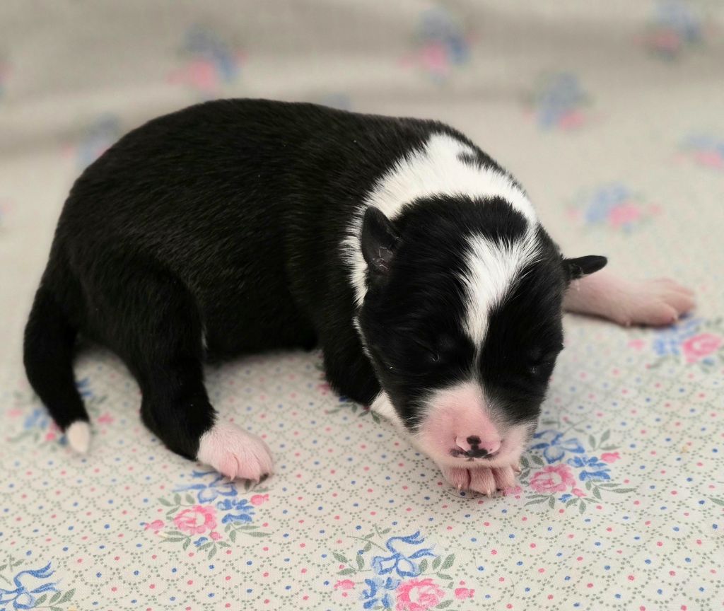 du Paradis des P'tits Cracks - Chiots disponibles - Border Collie
