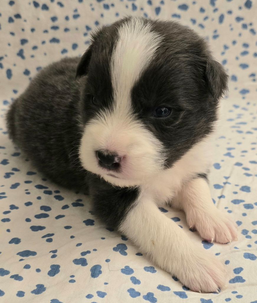 du Paradis des P'tits Cracks - Chiots disponibles - Border Collie