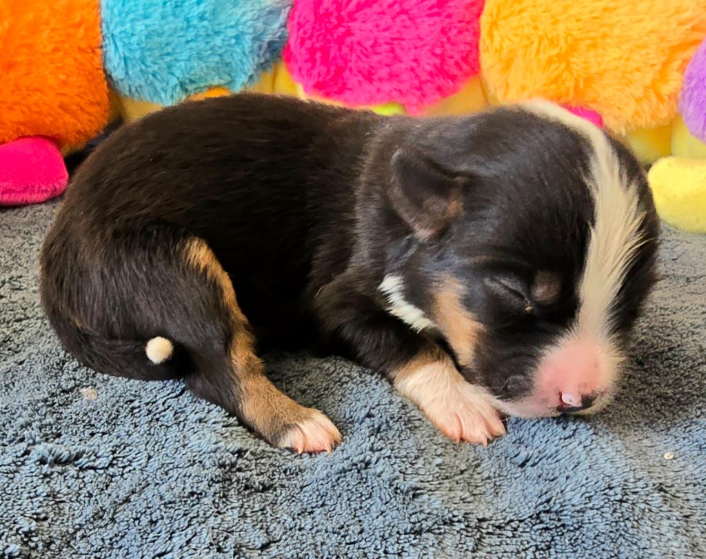 du Paradis des P'tits Cracks - Chiots disponibles - Berger Américain Miniature 