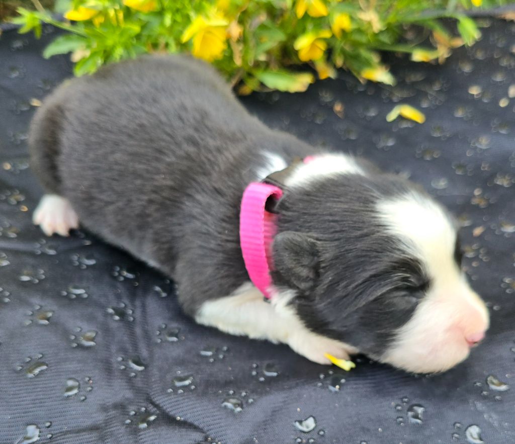 du Paradis des P'tits Cracks - Chiots disponibles - Border Collie